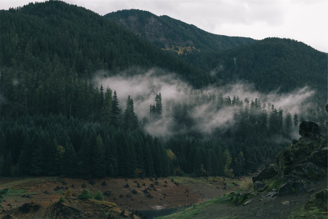 Wilderness,Terrain,Spruce Fir Forest