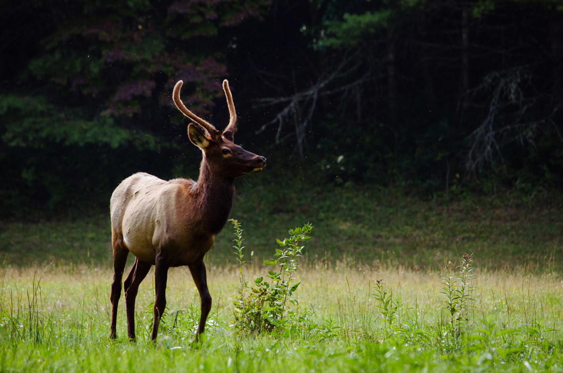 Elk,Wildlife,Meadow