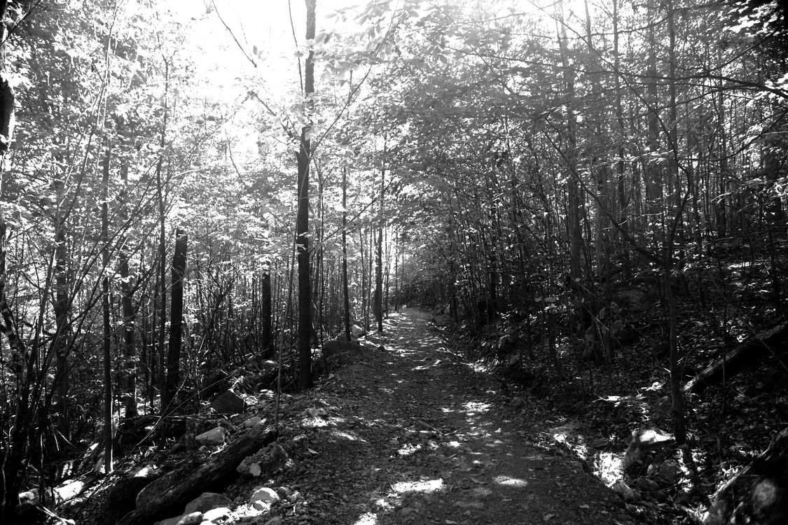 Monochrome Photography,Spruce Fir Forest,Monochrome