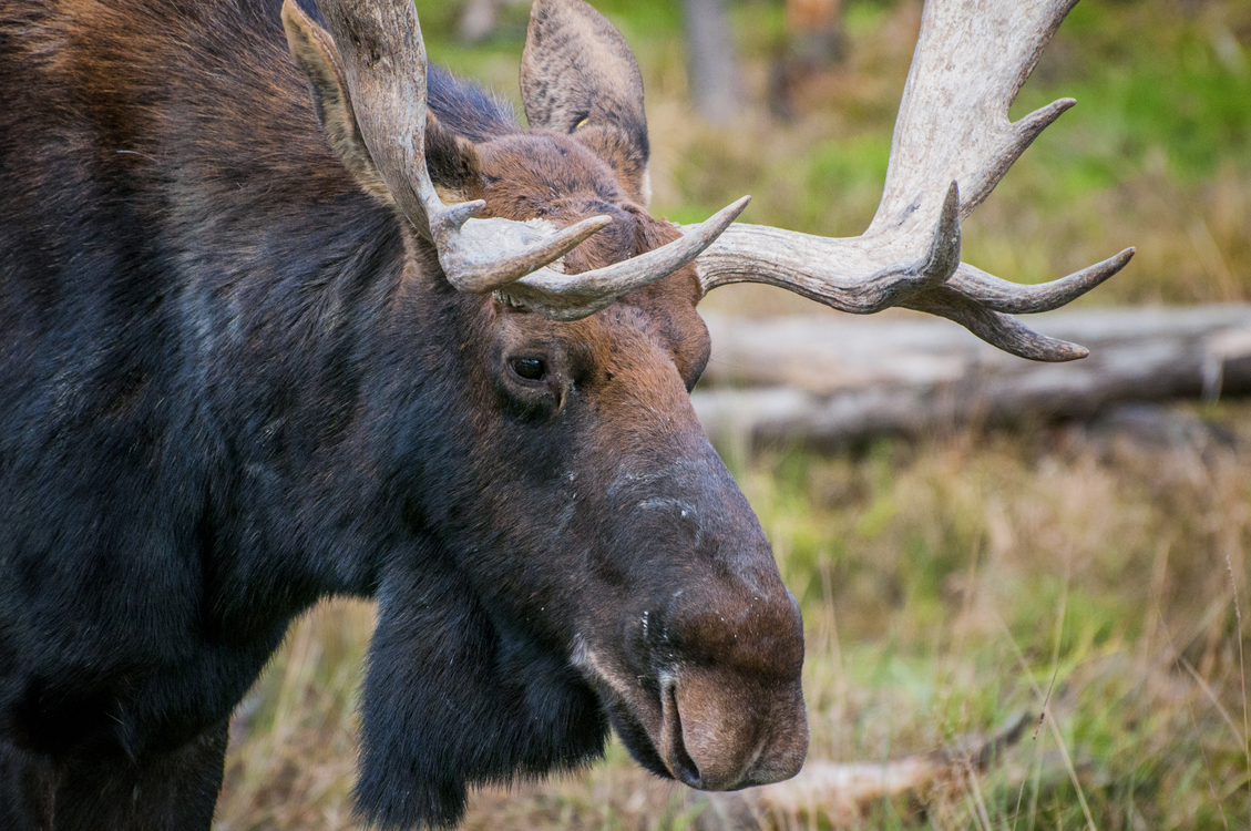 Elk,Moose,Wilderness