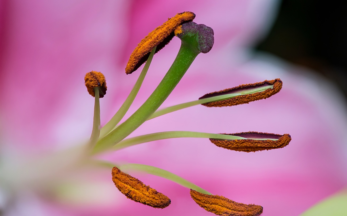 Pollen,Plant,Flora
