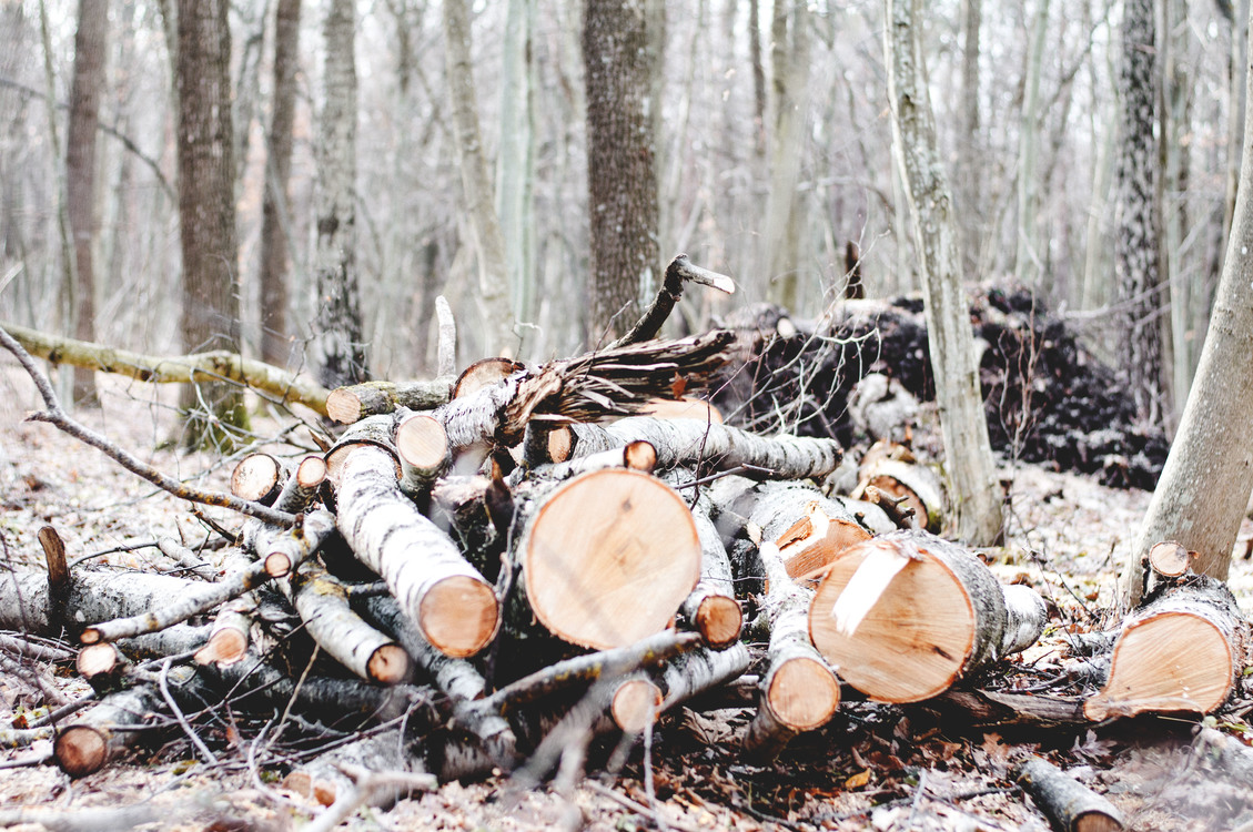 Waste,Logging,Wood