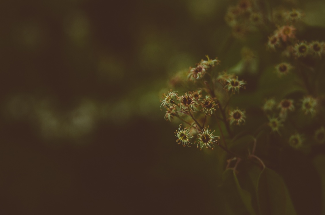 Close Up,Leaf,Macro Photography
