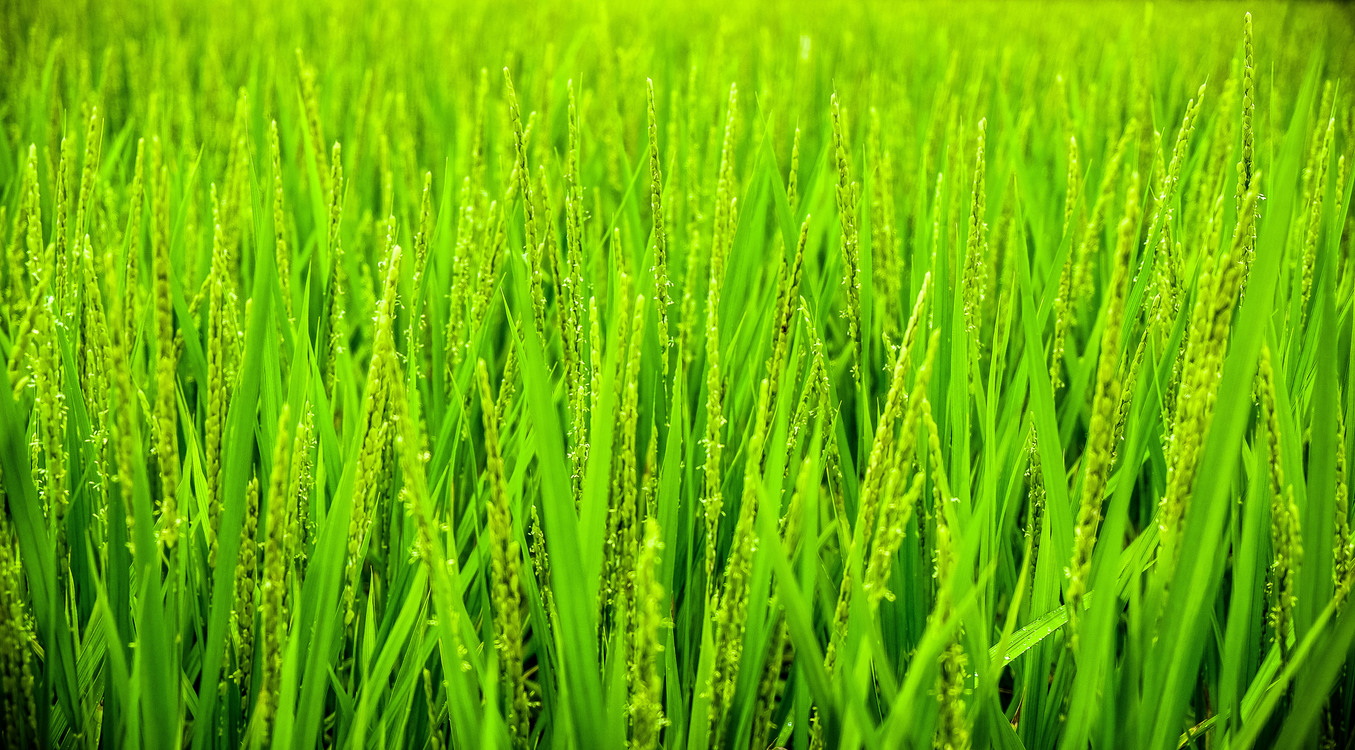 Meadow,Grass Family,Chrysopogon Zizanioides