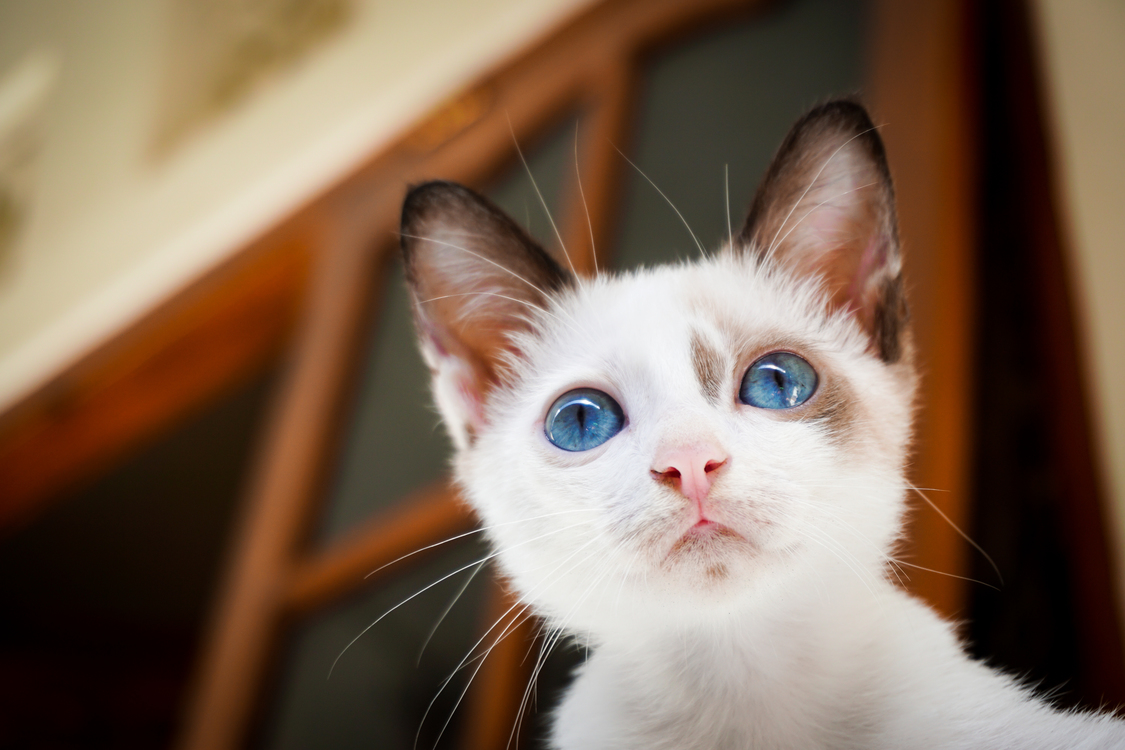 Domestic Short Haired Cat,Snowshoe,Eye