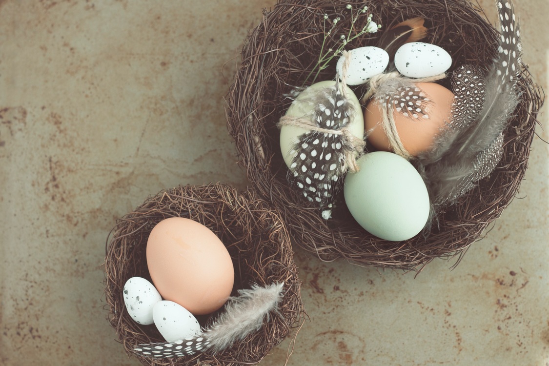 Bird Nest,Easter Egg,Egg
