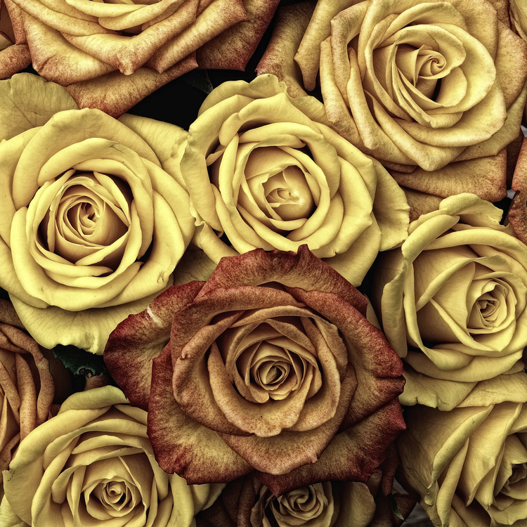 Petal,Flower,Rose Order