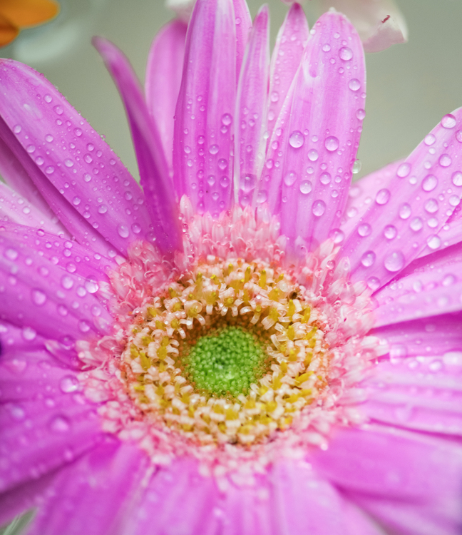 Pink,Pollen,Plant