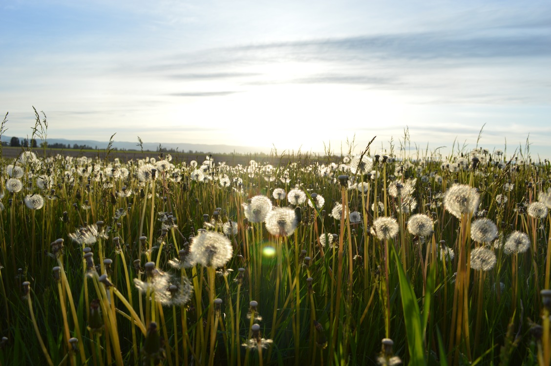 Grass Family,Flower,Prairie