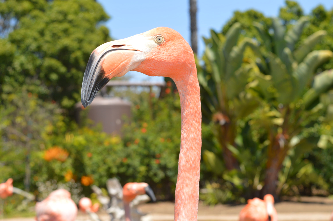 Fauna,Flamingo,Water Bird