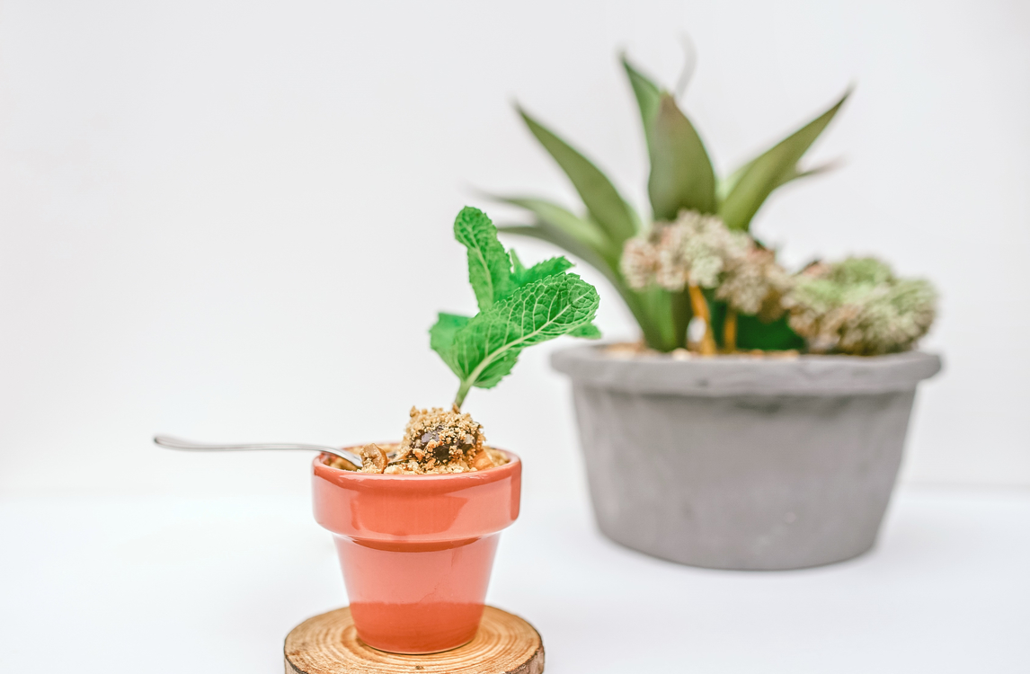 Houseplant,Plant,Flowerpot