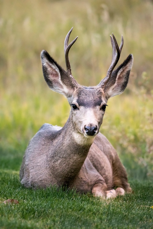 Wildlife,Grass,Deer Hunting