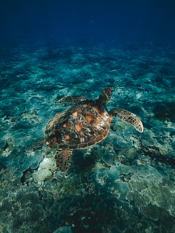 Turtle,Underwater,Marine Biology