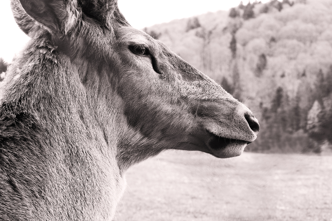 Stock Photography,Donkey,Wildlife