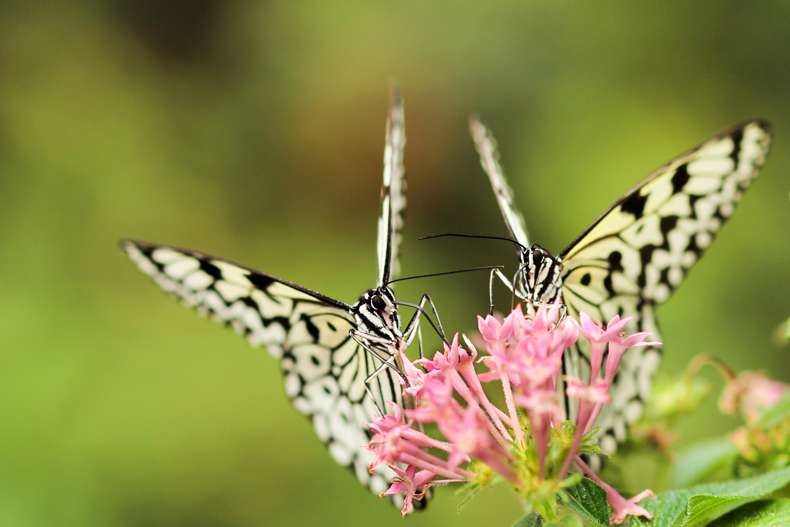 Butterfly,Wildlife,Nectar