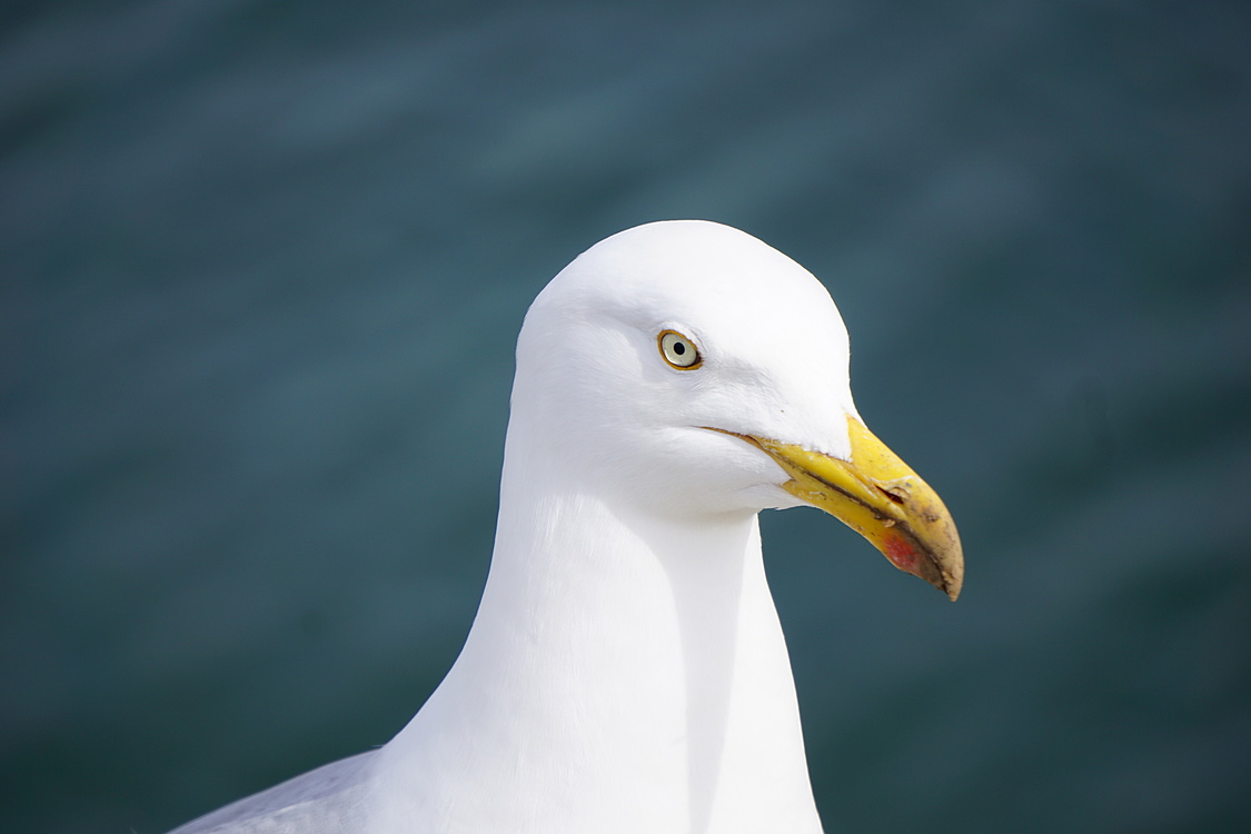 European Herring Gull,Sky,Beak