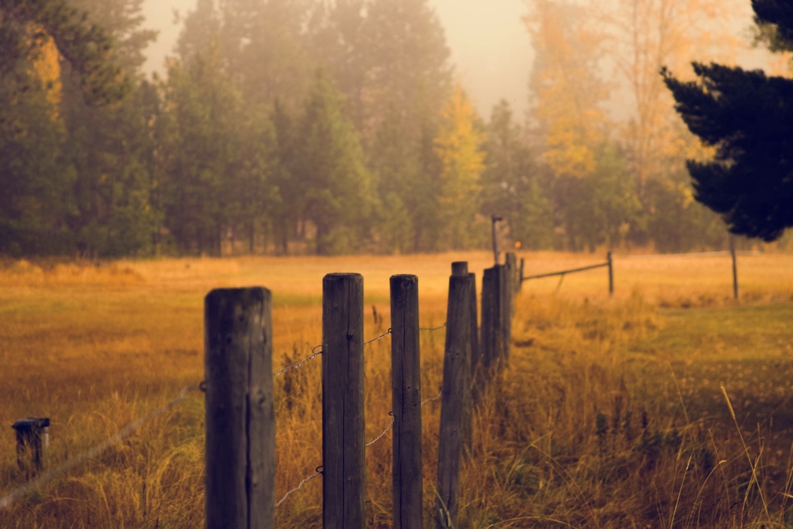 Meadow,Fence,Autumn