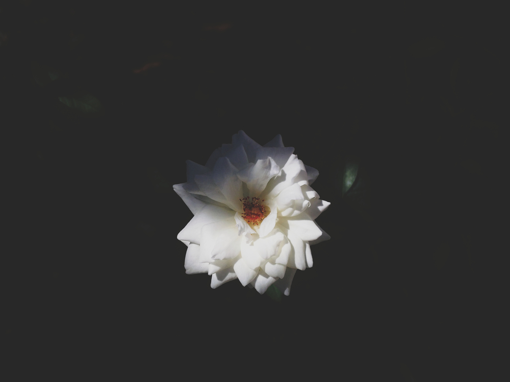 Plant,Flora,Darkness