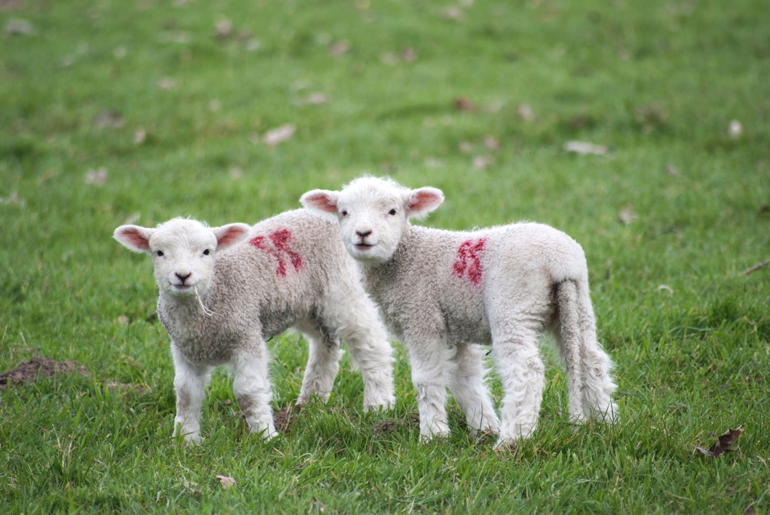 Sheep,Livestock,Farm