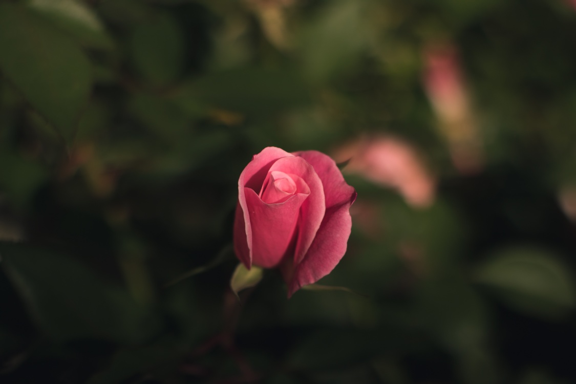 Garden Roses,Spring,Japanese Camellia