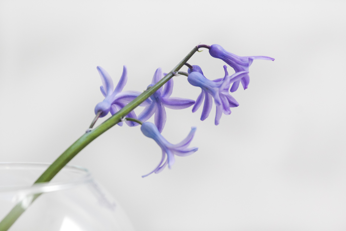 Plant,Flora,Lilac