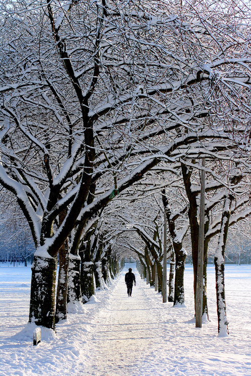 Winter,Blizzard,Tree