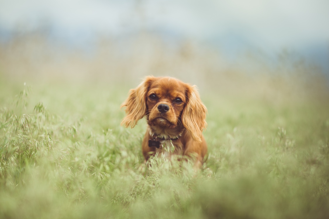 Companion Dog,Puppy,Sussex Spaniel