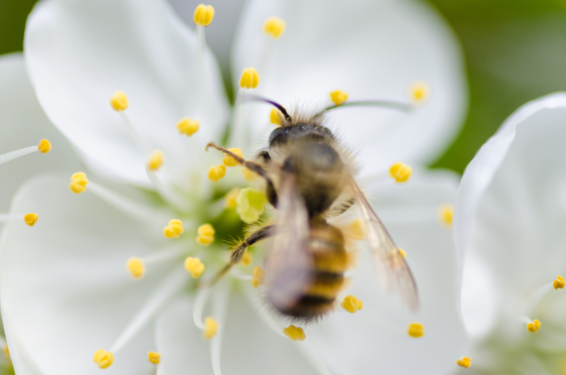 Pollen,Flower,Honey Bee