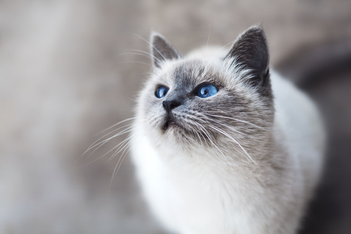 russian blue persian kittens