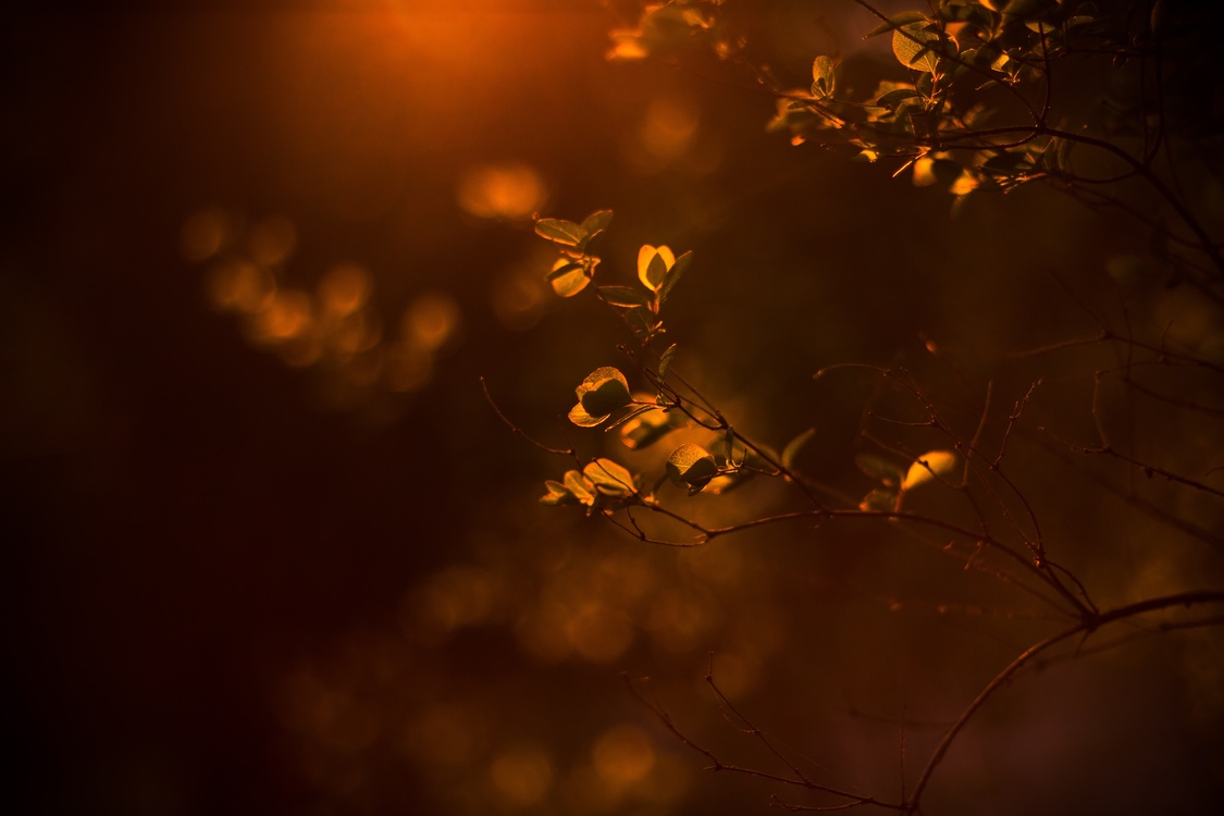 Atmosphere,Evening,Leaf