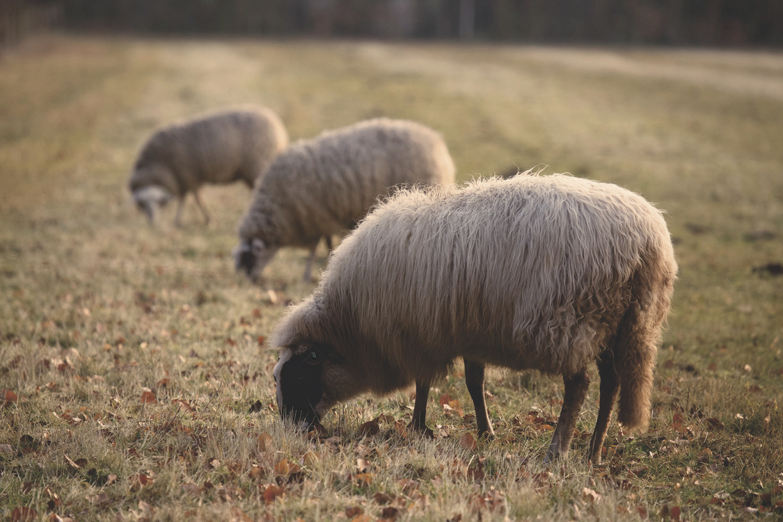 Sheep,Herding,Livestock