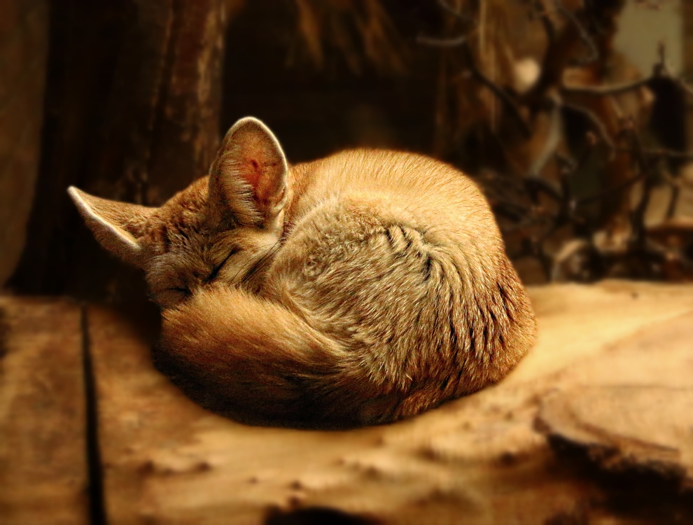 Wildlife,Fur,Fox
