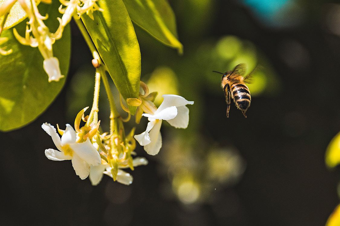 Pollen,Flora,Honey Bee