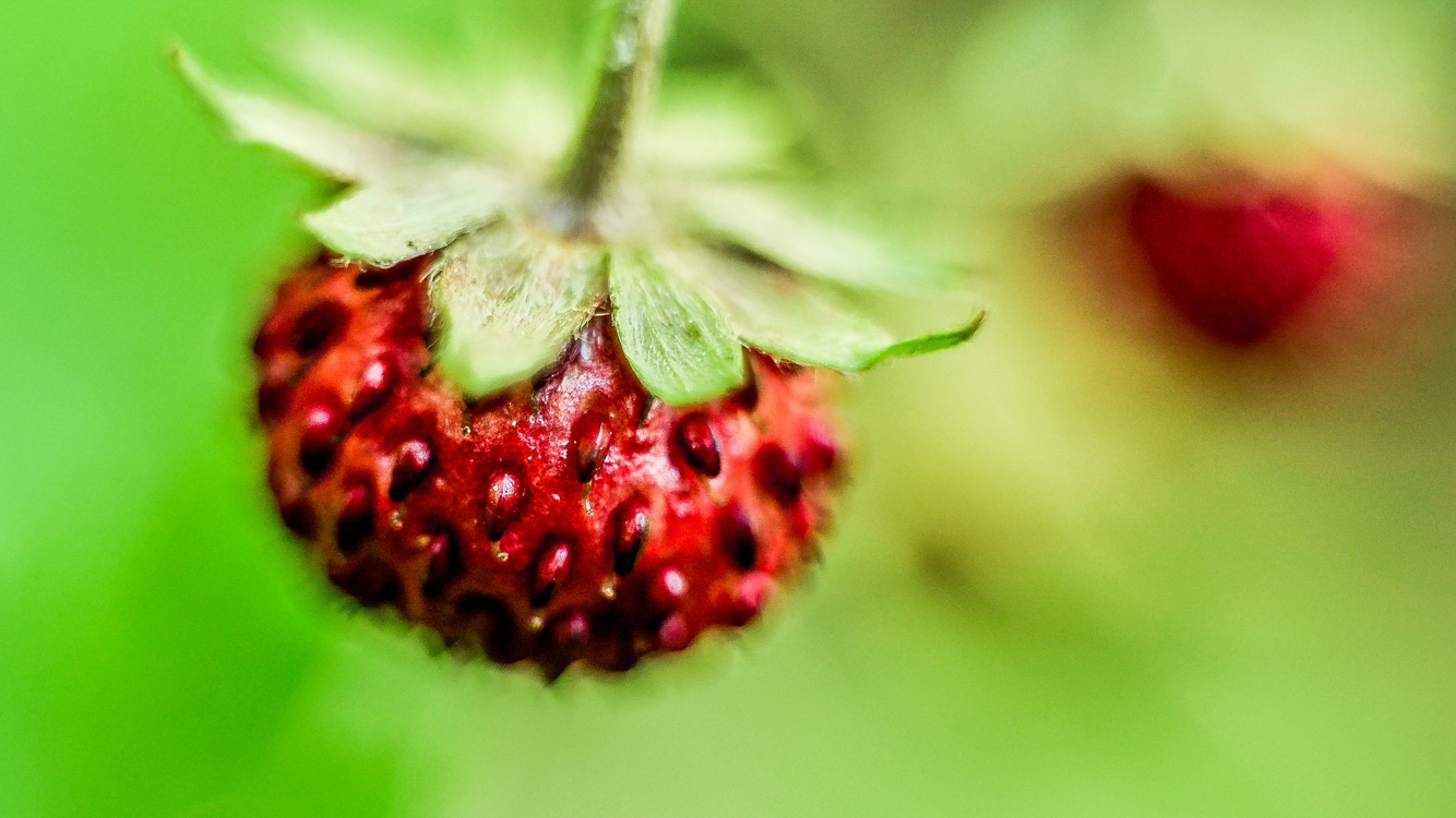 Close Up,West Indian Raspberry,Frutti Di Bosco