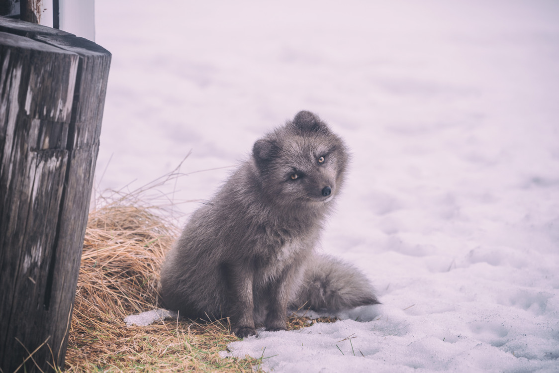 Arctic Fox,Wildlife,Winter