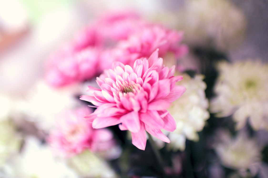 Pink,Chrysanths,Plant