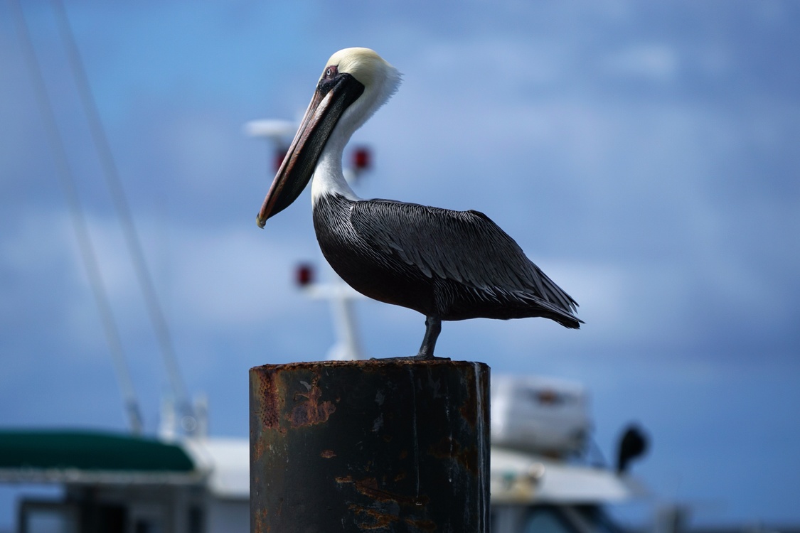 Pelican,Ciconiiformes,Sky