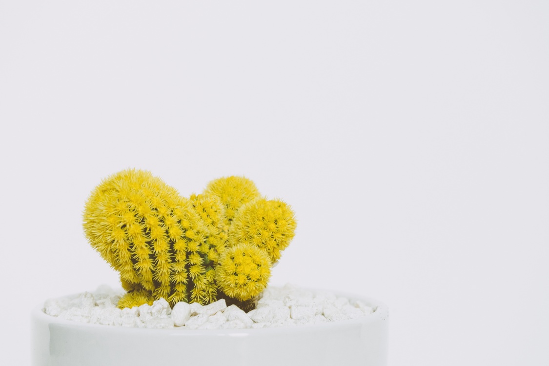 Cactus,Yellow,Cactaceae