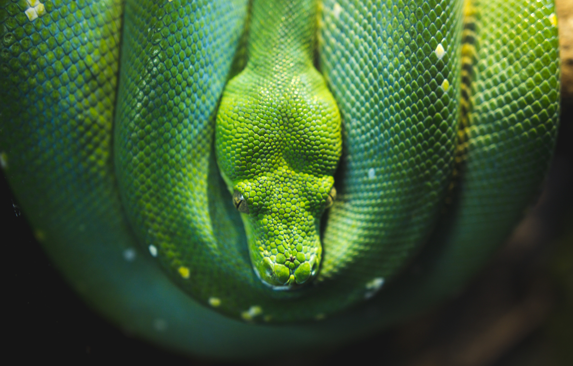 Elapidae,Reptile,Close Up