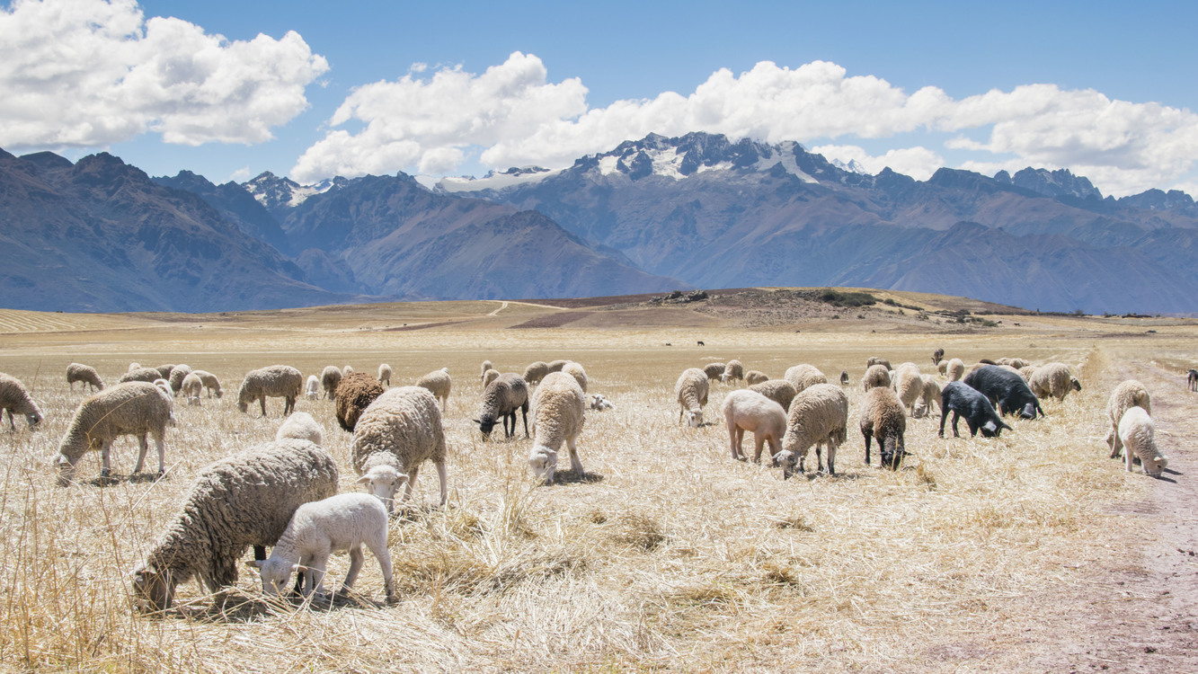 Sheep,Mountain,Wildlife