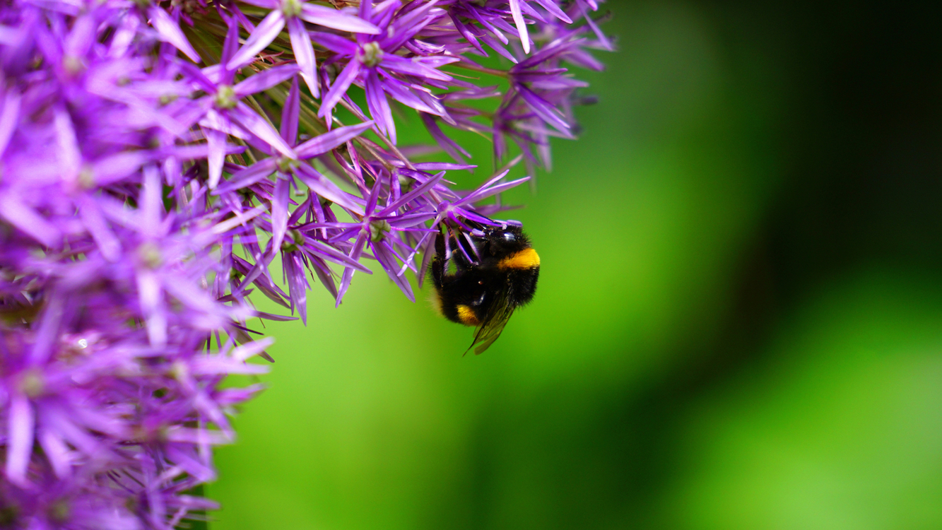 Pollen,Pollinator,Plant