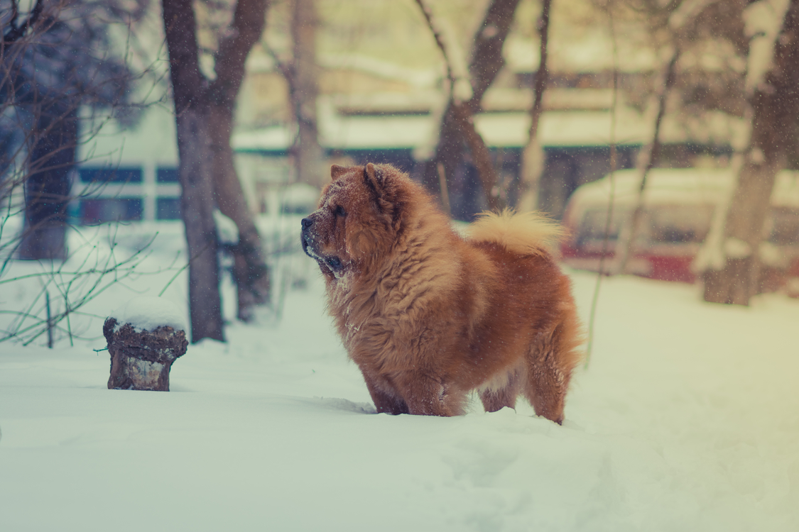 Chow Chow Newfoundland Dog Puppy Desktop Wallpaper Pet Free Images