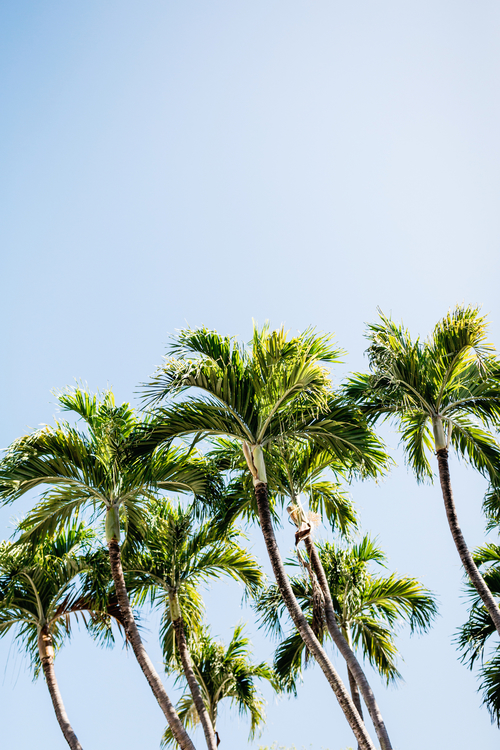 Coconut,Tropics,Sky