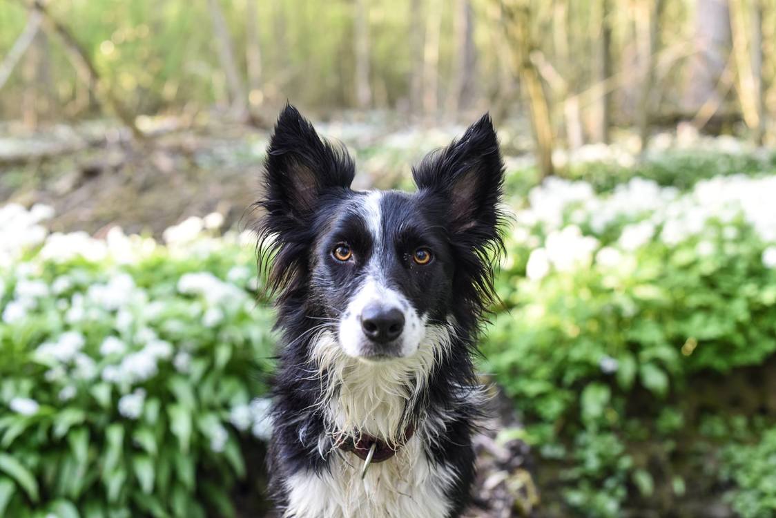 Companion Dog,Herding Dog,English Shepherd