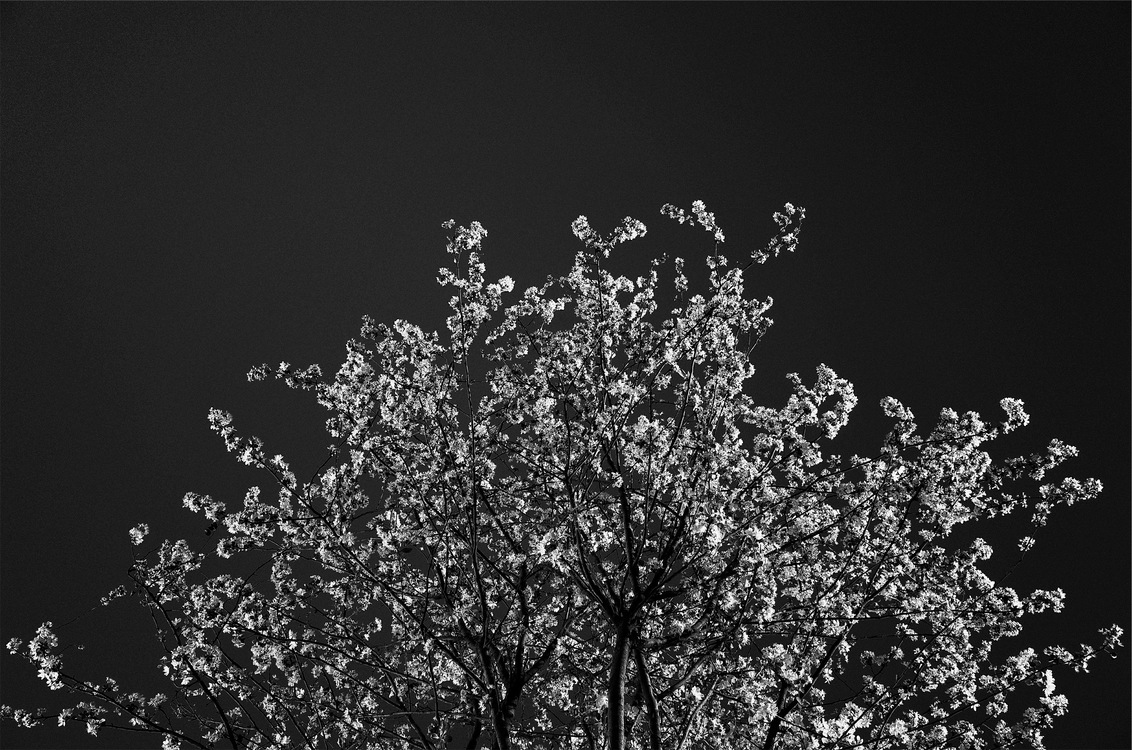 Plant,Darkness,Monochrome Photography