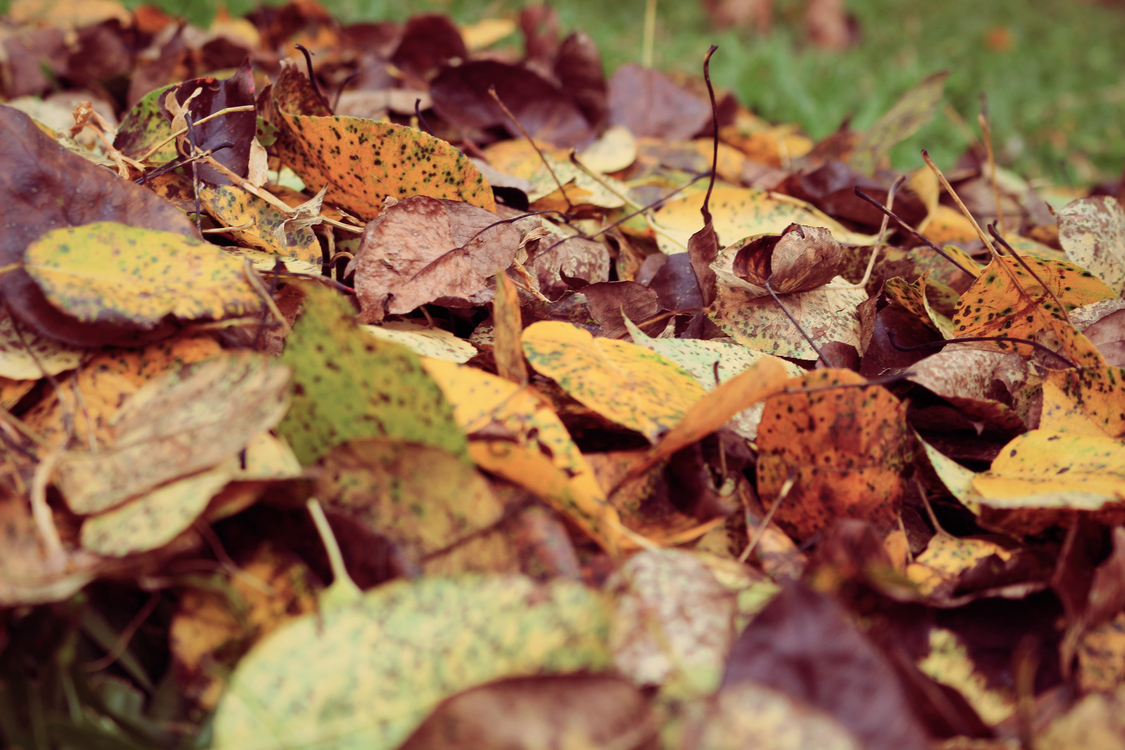 Autumn,Soil,Deciduous