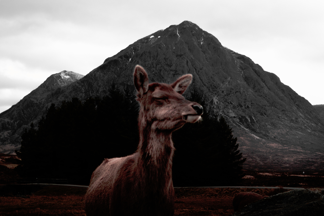 Mountain,Wildlife,Deer