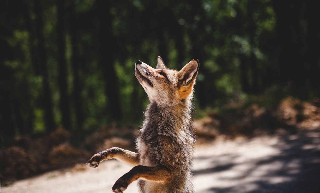 Wildlife,Fox,Red Fox