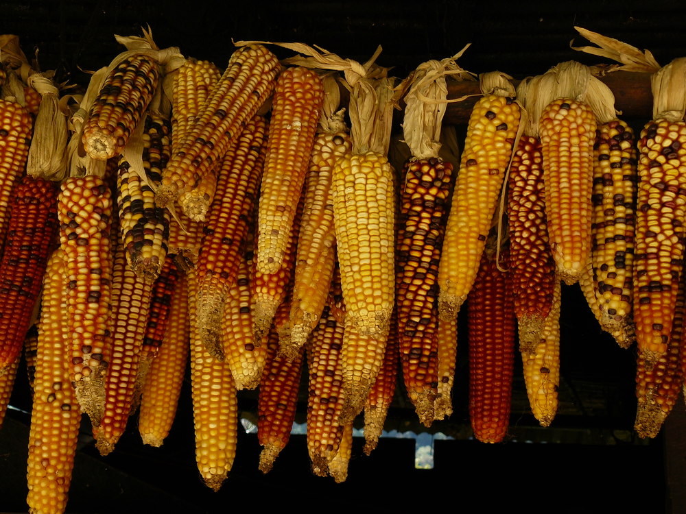 Maize,Commodity,Gold
