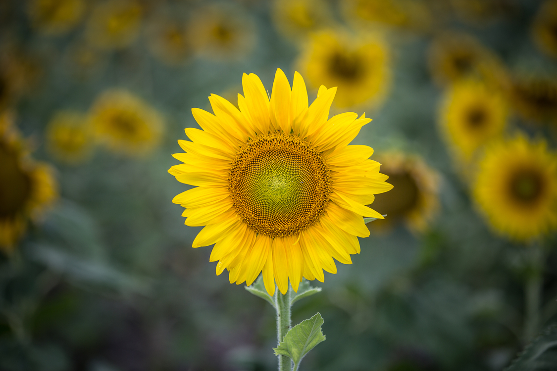Sunflower Seed,Pollen,Flower